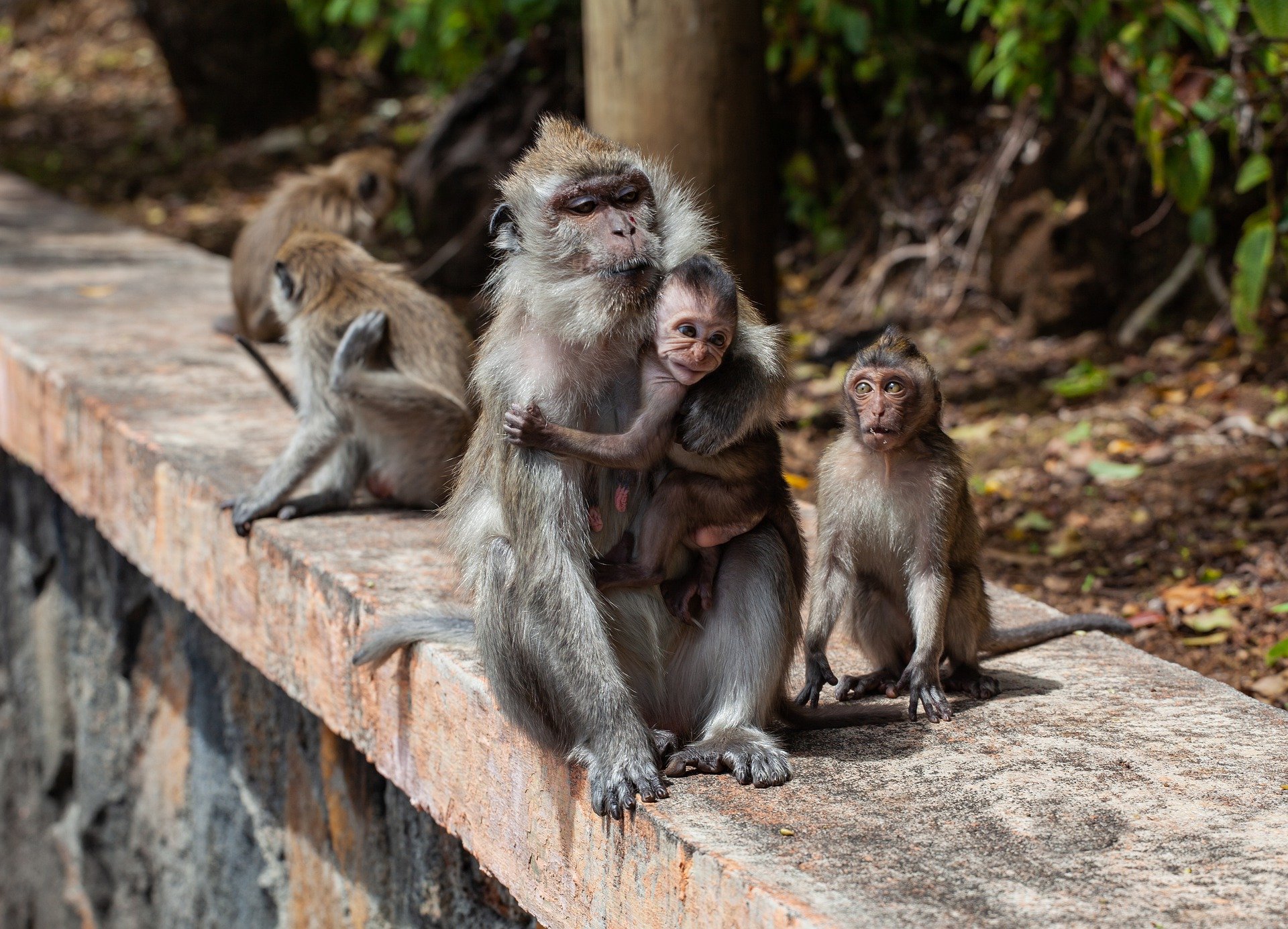 Long Tailed Macaque 4501437 1920